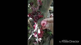preview picture of video 'Berburu Anggur hutan "Ruruhi"'