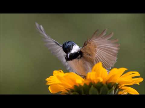 Scotty.A - Basileus (Original Mix)