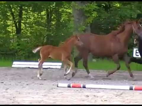 SF von Quantensprung - Lauries Crusador xx - Donnerhall