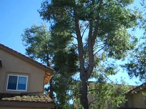 Pine Tree Size Reduction (Part 4 of 4)