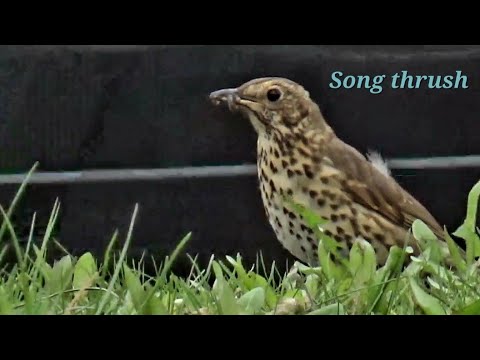 Song Thrush Foraging, Miles Platting, Manchester, UK #songthrush