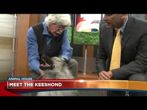 Meet the Keeshond