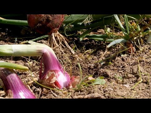 , title : 'Castel Ruggero: consigli sulla coltivazione della cipolla - Bonduelle TV - A spasso nell'Orto'