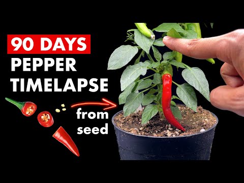Growing PEPPER 🌶️ From Seed - 90 Days Time Lapse