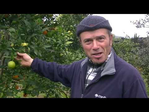 Raccolta delle arance | San Valentino | Vico del Gargano (FG) | #Discomarket