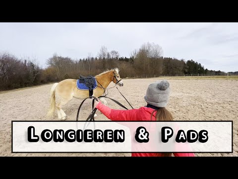 Sattelpads & Longieren | 🐴 Reitplatz mit Sternschnuppe