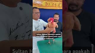 Download lagu Ayam Venom DiBeli Sultan Hidayat Batubara ke Kandang Team Harimau 76 Sumatera??#ayamvenom #ayamjuara mp3