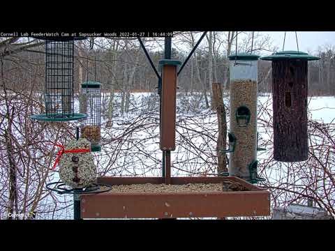 White-throated Sparrow Makes Rare Visit To Cornell Feeders – Jan. 27, 2022