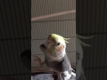 Cockatiel parrot, Coco, sings Opera Mozart Queen of the Night