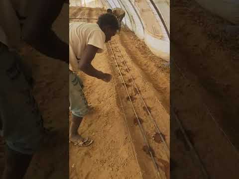 , title : 'طريقة زراعة بذور الخيار في البيوت المحمية How to grow cucumber seeds in greenhouses in Somaliland'