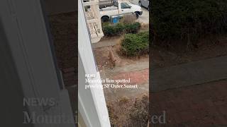 Mountain lion spotted prowling SF Outer Sunset