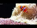Aquarium 4K VIDEO (ULTRA HD) 🐠 Beautiful Coral Reef Fish - Relaxing Sleep Meditation Music #15