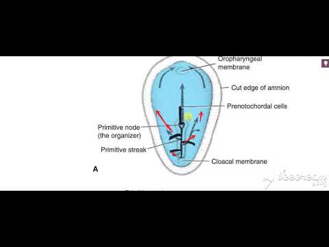 Gastrulation 5