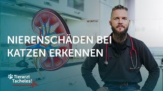 Niereninsuffizienz bei Katzen erkennen | Tierarzt Tacheles mit Sebastian Goßmann-Jonigkeit