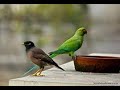 Parrots And Meena Dusti