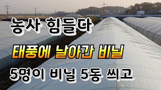 5명이 비닐하우스 다섯동 비닐 씌우기 비닐하우스 짓기