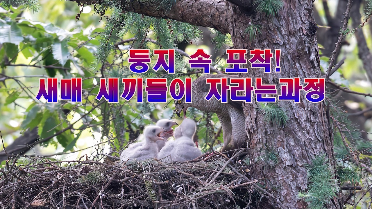 새매 육추 영상 유튜브 썸네일