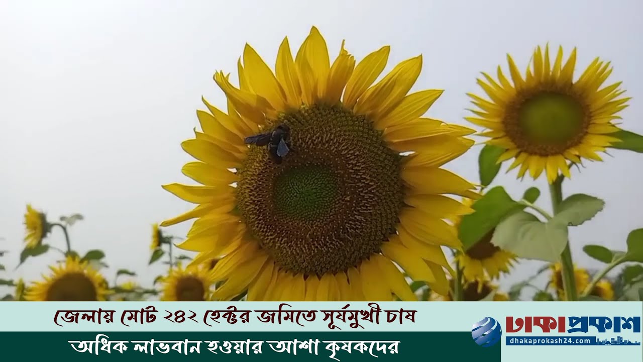 হাইব্রিড সুর্যমুখী চাষে আগ্রহ বাড়ছে টাঙ্গাইলের কৃষকদের