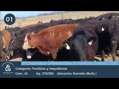 Lote NLL Y VQ  - Ramallo Bs A