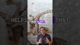 Meet Sinosauropteryx!  #dinosaur #dinosaurs #fossils  #paleontology #paleontologists