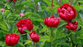 Philip Catherine &amp; Martin Wind - Pivoine