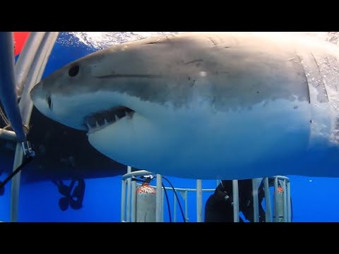 Brave Diver Puts Hand Under Great White Shark