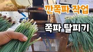 깐쪽파 작업중 1분이면 1단 쪽파탈피기