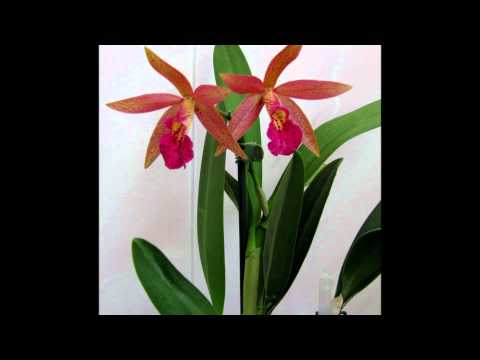 Bl  Richard Muller x Landate