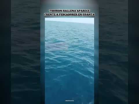 EL FIEL ACOMPAÑANTE DE LOS PESCADORES EN GUANTA🇻🇪