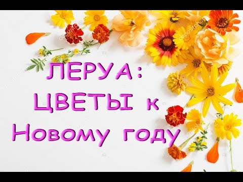 ЛЕРУА:цветы,КОМНАТНЫЕ РАСТЕНИЯ к Новому году,27.12.19,ТЦ"Космопорт",Самара.