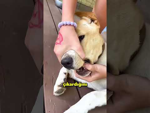 Köpekler Ağustosböcekleriyle Oynamayı Gerçekten Seviyor 😮