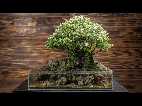 園芸 庭園の生態系を理解する