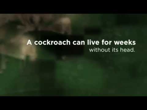 Sydney, AU General Pest Control - Common Household Bugs & Pests Facts