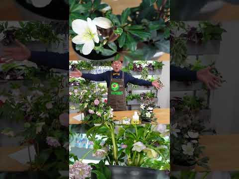 クリスマスローズを再び咲かせるにはどうすればいいですか？私たちのシンプルなアドバイス！  庭園