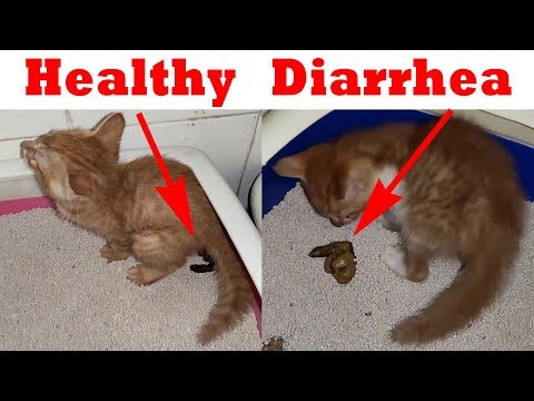 Kitten diarrhea!Tell diarrhea or healthy poop!Cats use the toilet!