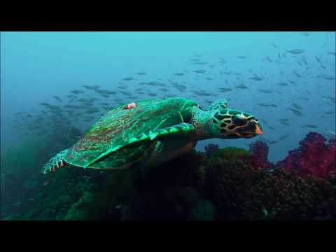 Murder on the Reef - trailer (2019)