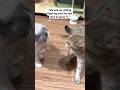 Why Are They Fighting Cat Catfight