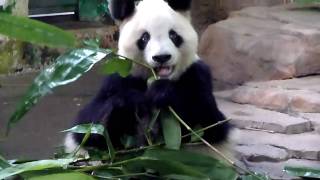 Video : China : Panda Ming Ming eating some tasty bamboo - video