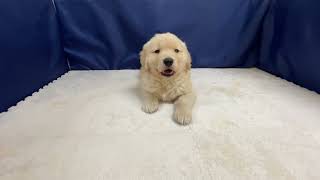 ゴールデンレトリバーの動画01