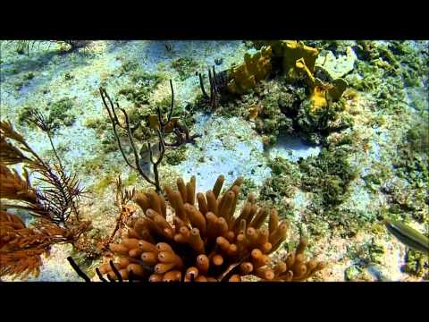 Jardines Del Rey Reef Snorkeling.Cayo Coco, Cuba. Olympus TG-3 Full HD