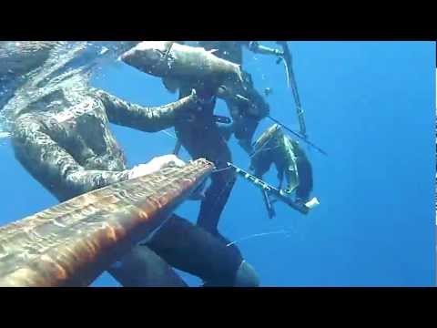 Nome di tutti i parassiti Come rivelare parassiti di pesce