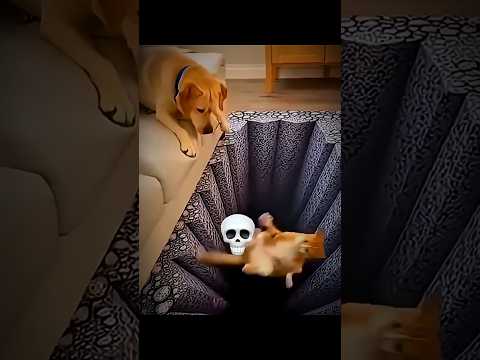 Dramatic cats ☠️ #cat