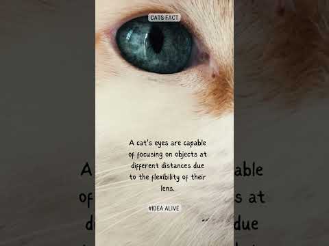Cats facts ,#idea alive.