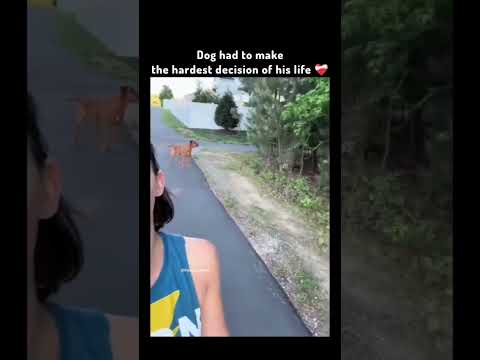 Dog had to make the hardest decision of his life ❤️‍🩹🥹