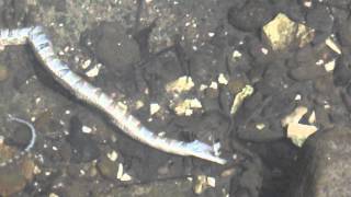 preview picture of video '05-01-12  Slimy Things--Lost Valley Near Ponca, AR.wmv'