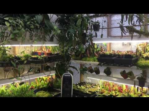 JANUARY HIGHLAND GREENHOUSE TOUR: ORCHIDS, CARNIVOROUS PLANTS, HOYA AND MORE1080p