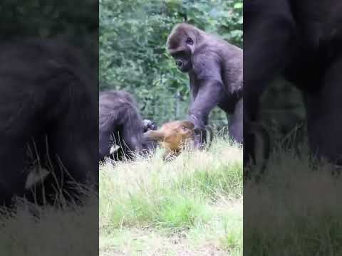 Monkey vs gorilla