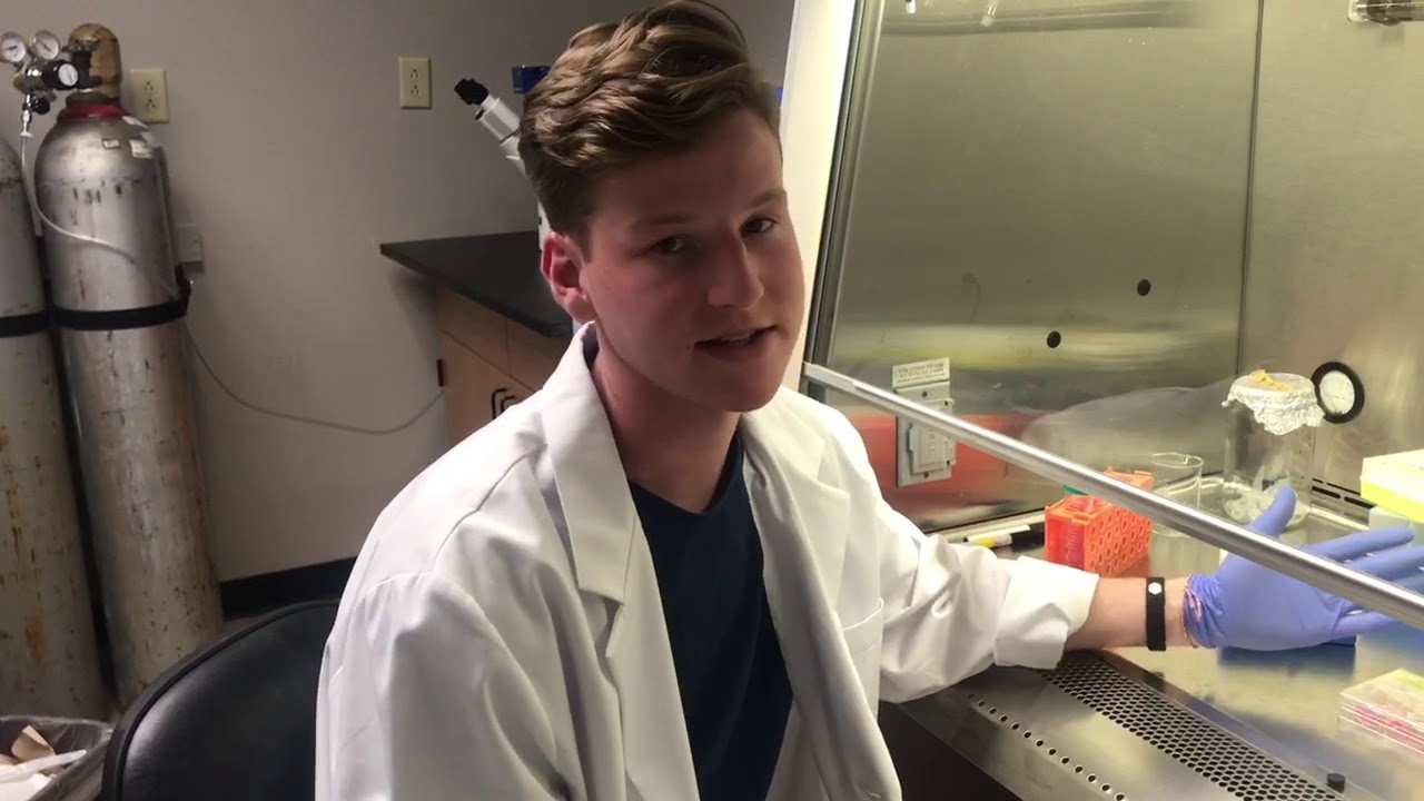 Scratch Assay Tutorial