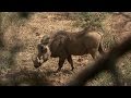 Large Warthog Too Big for Trap