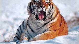 THE MODULATIONS.. WORTH YOUR WEIGHT IN GOLD